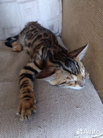 Бенгальские котята