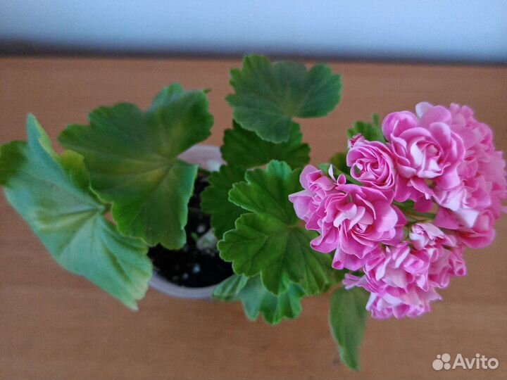 Пеларгония Принцесса Филиппа