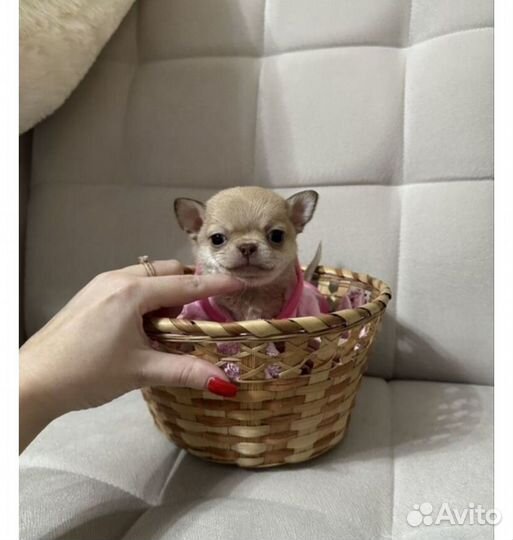 Малепупуськи