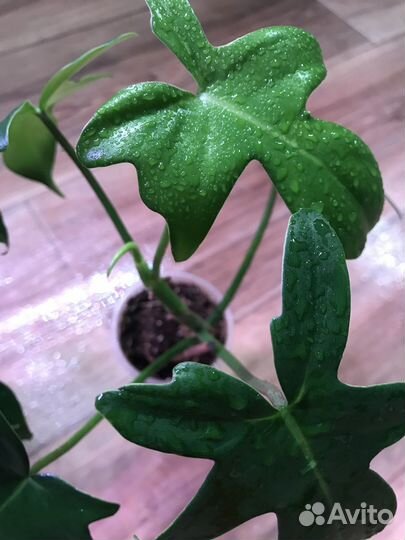 Комнатные и офисные цветы.Филодендрон