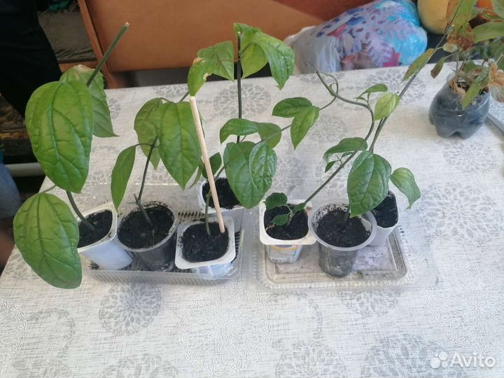 Клеродендрум