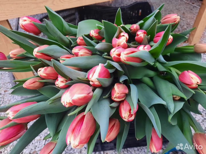 Тюльпаны к 8 марта оптом