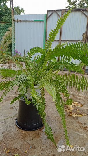 Папоротник