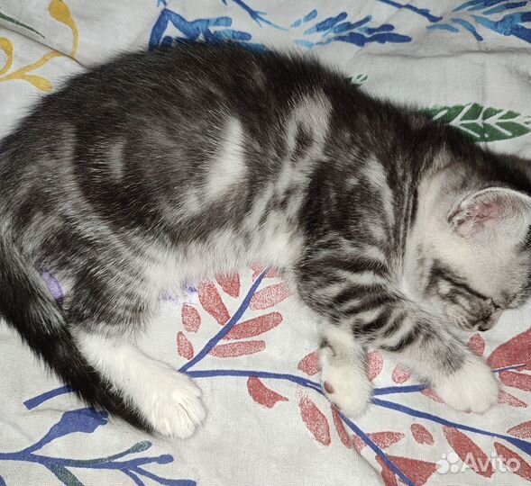 Котята в добрые руки, мальчик, 2 мес