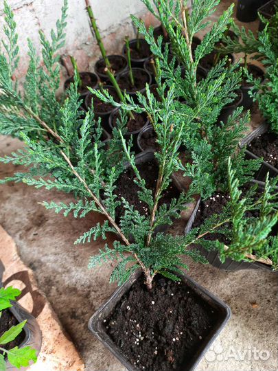 Можжевельник Блю Чип