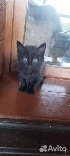 Малыши в добрые руки