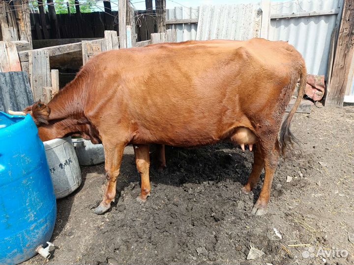 Корова стельная дойная