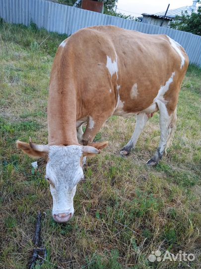 Корова дойная