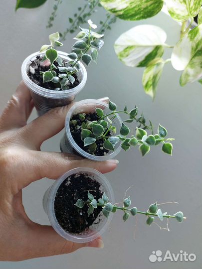 Дисхидия русифолия вар, нумулярия вар, клейстанта