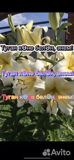 Видео поздравление