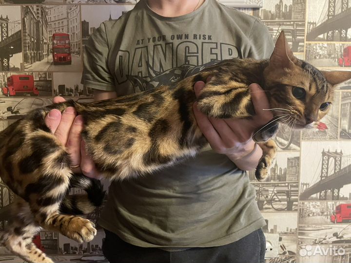 Бенгальская кошка