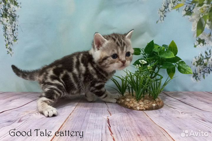 Прямоухие шотландские малыши