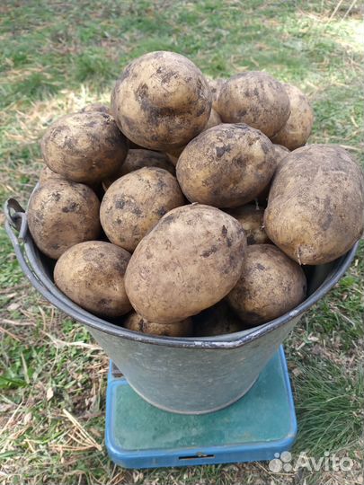 Продам картофель домашний