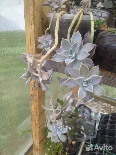 Суккуленты