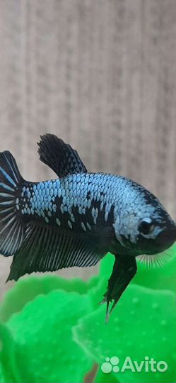 Рыбка петушок самец. Черный Самурай