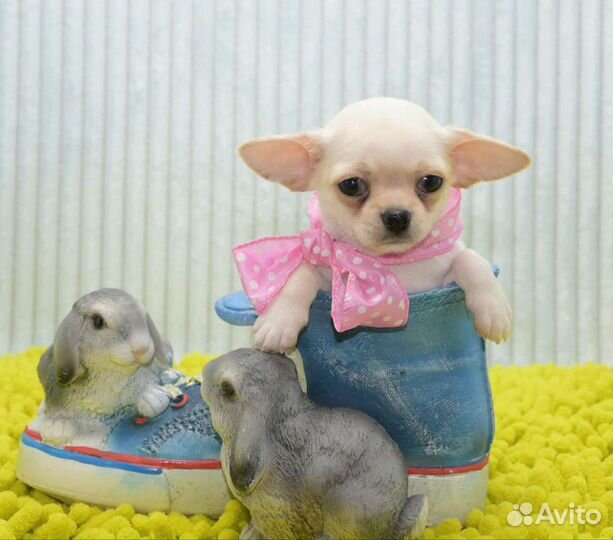 Щенки чихуахуа беби фейс мальчики и девочки