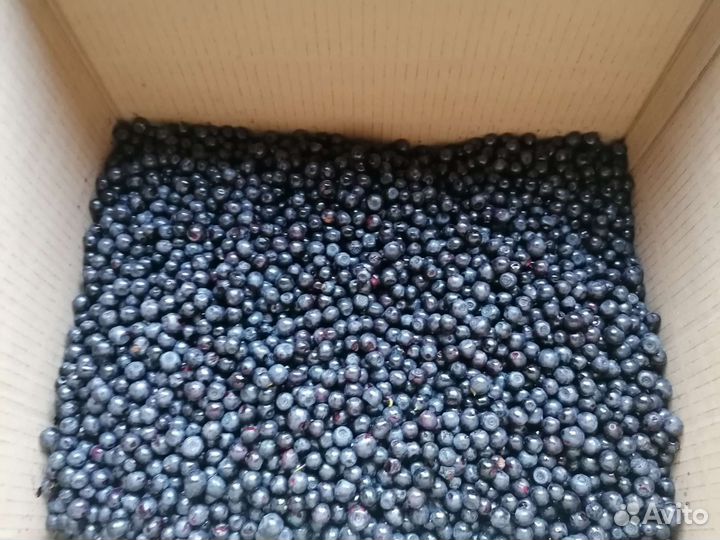 Продам чернику