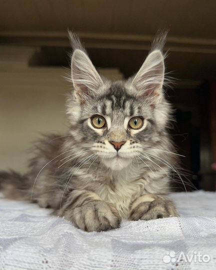 Котенок Мейн-кун