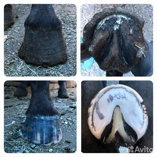 Профессиональная расчистка и ковка лошадей