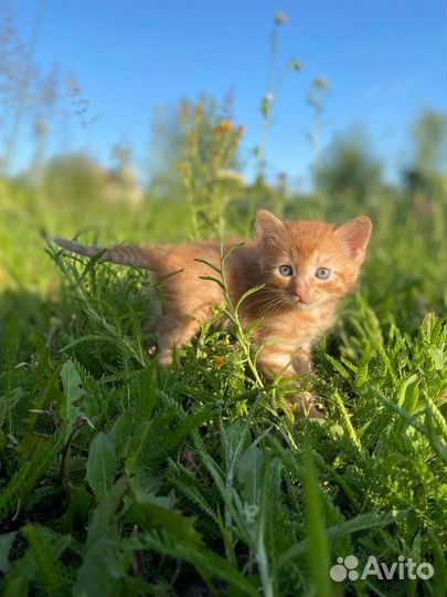 Два рыжих котенка отдадим в хорошие руки