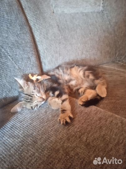 Кот в добрые руки