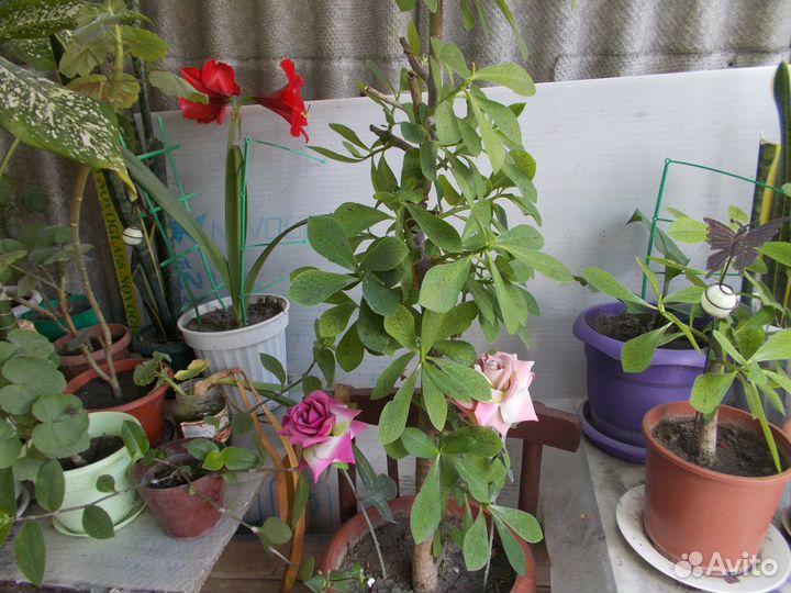 Герань,молочай,сансевиерия,фикус,диффенбахия