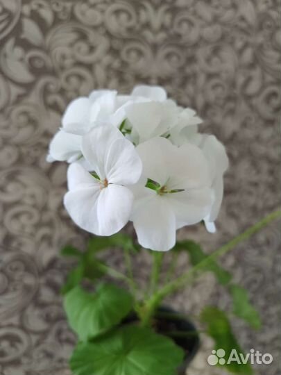 Кроссандра