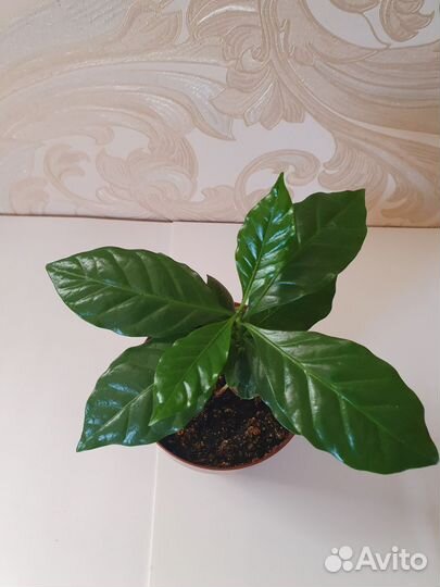 Фикус бенджамина