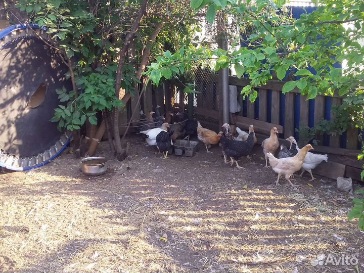 Куры несушки ломан браун