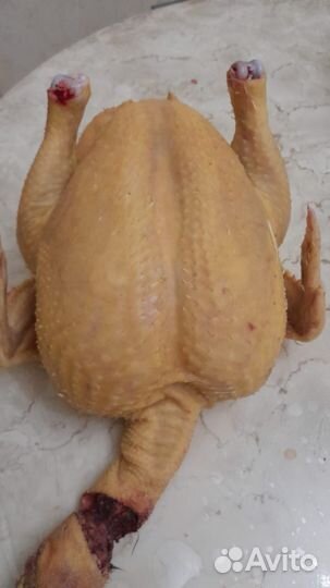 Домашние куриные мясо