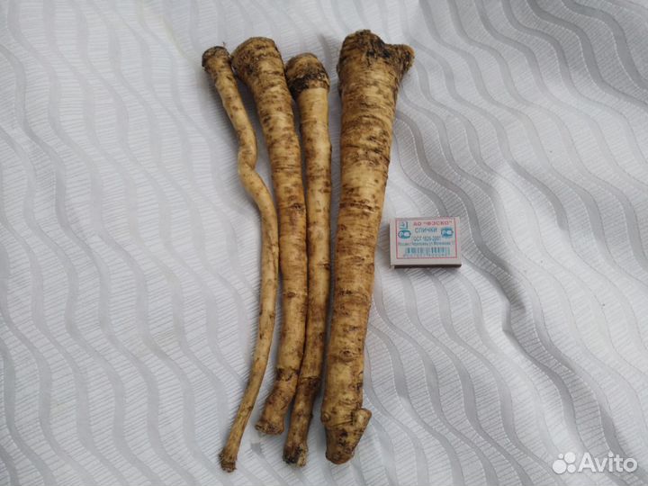 Корни хрена свежие,крупные