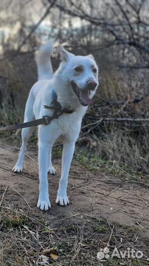 Белоснежный красавец из приюта в дар