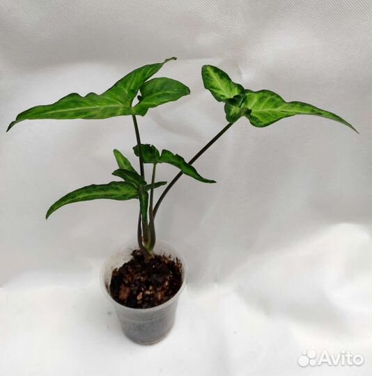 Сингониум Ангустатум, Сингониум Пинк Сплеш