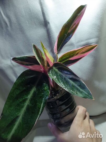 Строманта триколор