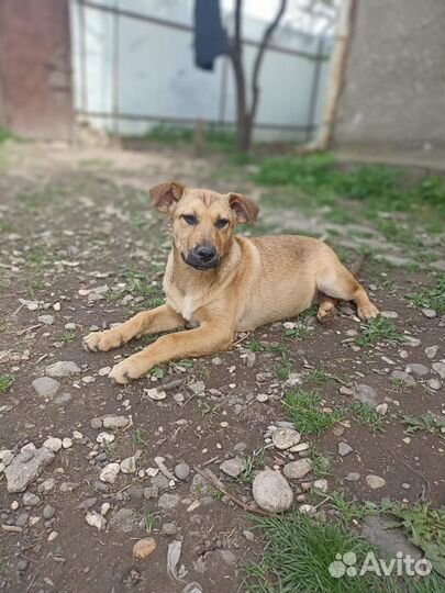 Собака в добрые руки