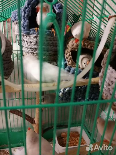 Продаются экзоты белые амадины. Поют красиво