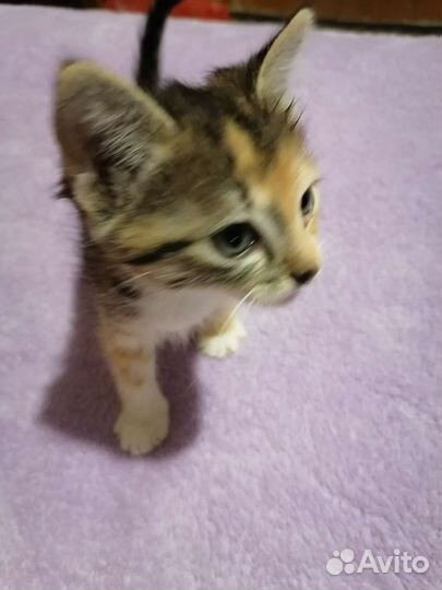 Самые лучшие котята в добрые руки привезу по кмв