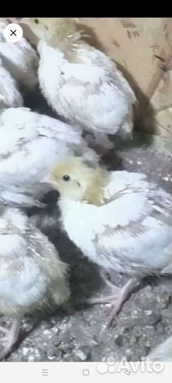 Яйцо перепелиное инкубационное