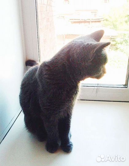 Котика спасли от жестокого обращения ищем дом