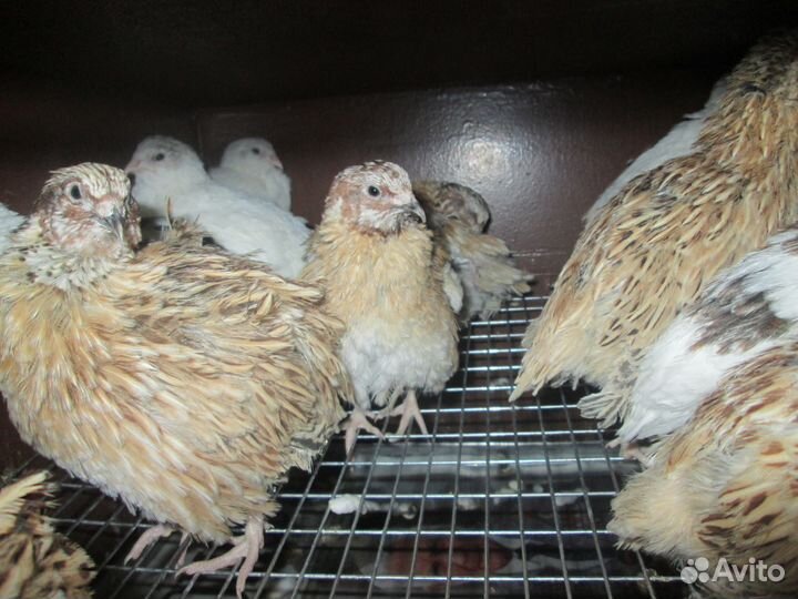 Перепела любого возраста