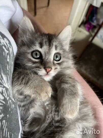 Милая, веселая котейка