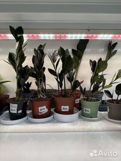 Замиокулькас равен