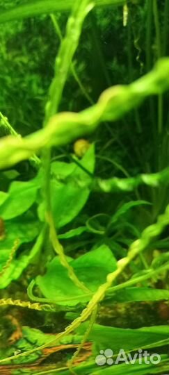 Водоросли и мистус(сом)