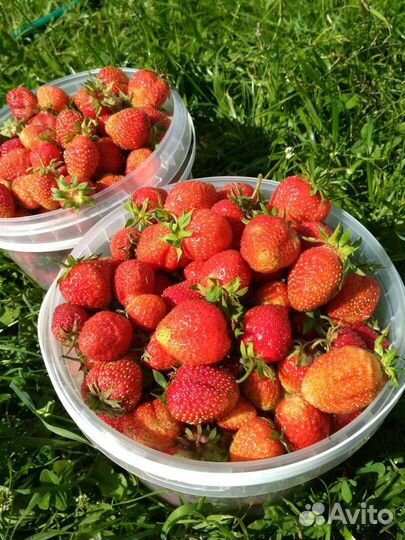 Клубника, земляника кустики, лук многолетний