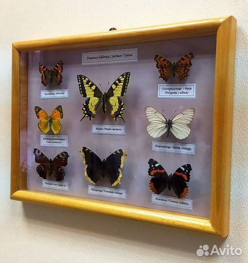 Бабочки в рамке