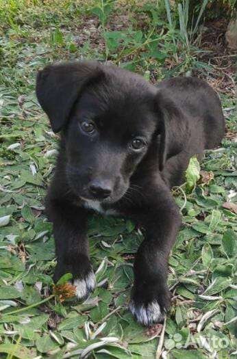 Очаровательная девчонка ищет дом