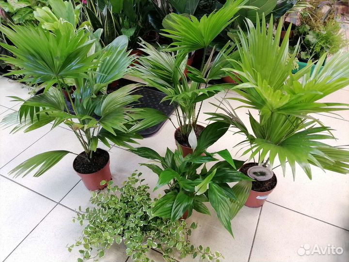 Пальма Ливистона, Спатифиллум Шопен, Фикус пумила