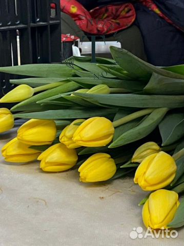 Сортовые тюльпаны к 8 марта