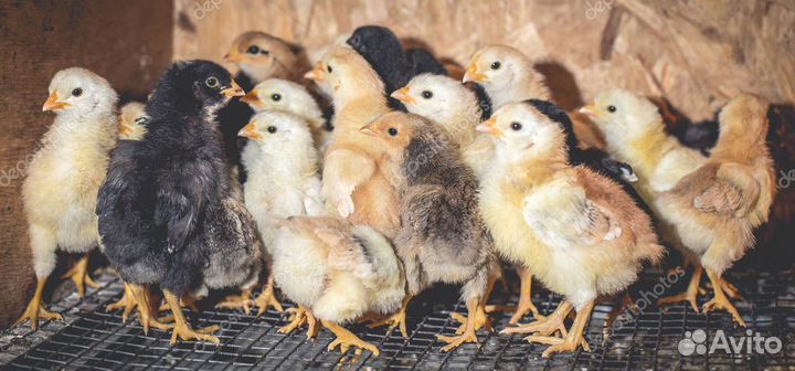 Цыплята разные