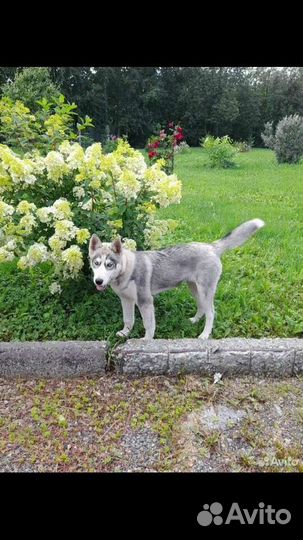 Щенок хаски